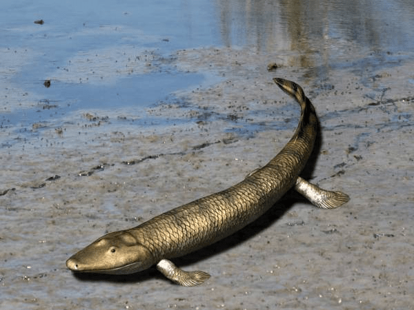 Tiktaalik_NT_small-min.png