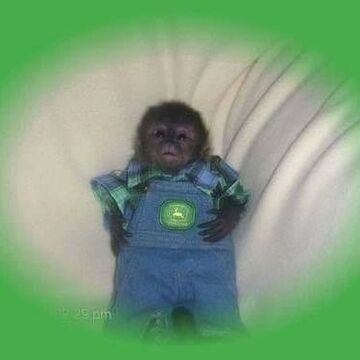 Small_monkey_john_deere.jpg